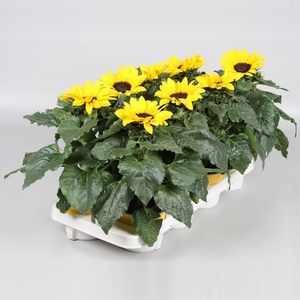 Helianthus stadium 3