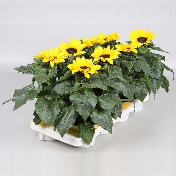 <h4>Helianthus stadium 3</h4>