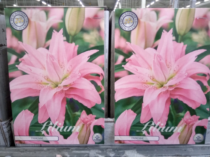 <h4>Lilium   ...flowerbulbs</h4>