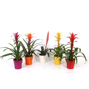 Bromelia Original mix in pot Anna