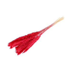 Bunch Fluffy Pampas  Slv 70g L75