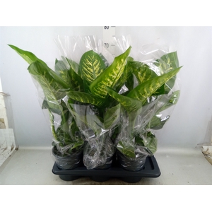 Dieffenbachia seg. 'Tropic Snow'