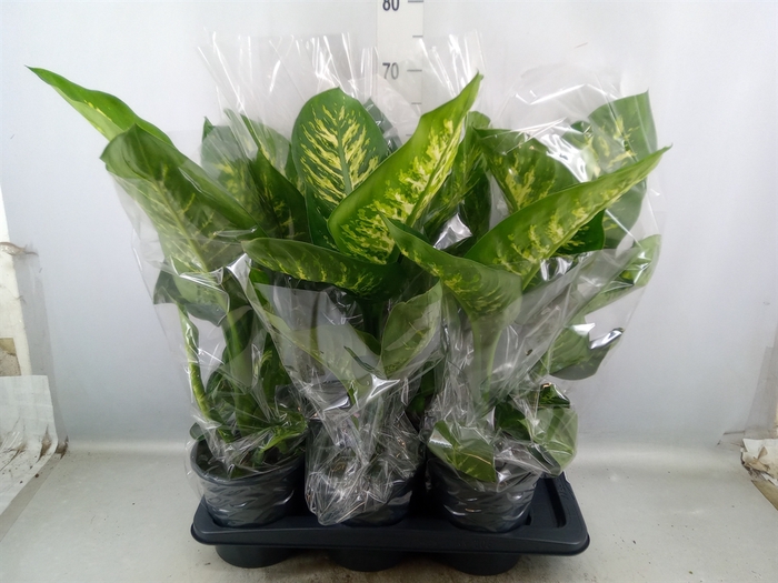 Dieffenbachia seg. 'Tropic Snow'