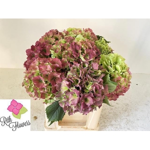 HYDR M ROY GRANDE CL