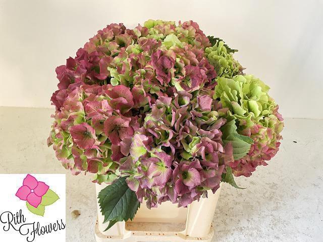 <h4>HYDR M ROY GRANDE CL</h4>