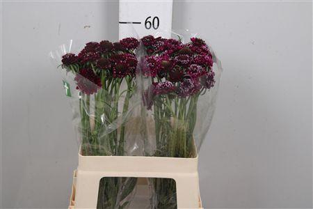 <h4>Scab At F D. Purple Scoop</h4>