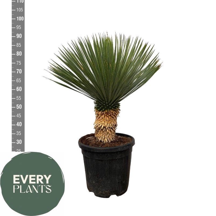 <h4>YUC ROSTRATA</h4>