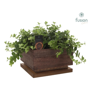 The Lighting Garden LED Large bruin vierkant met arrangement