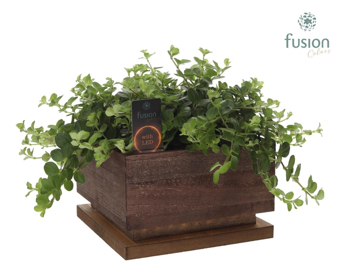 <h4>The Lighting Garden LED Large bruin vierkant met arrangement</h4>