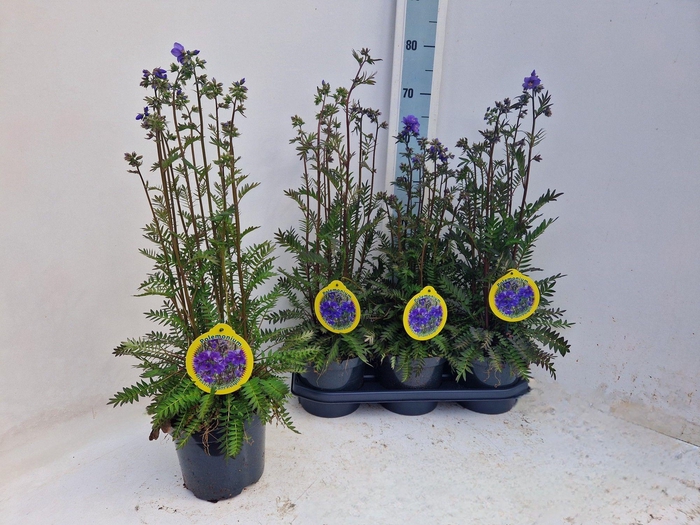 <h4>POLEM REPTANS</h4>