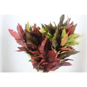AESCULUS HIPPOC TAK