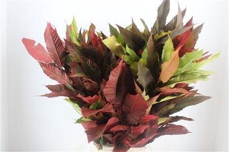<h4>AESCULUS HIPPOC TAK</h4>