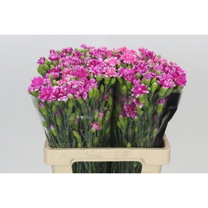 Dianthus Sp Tessino Fruity