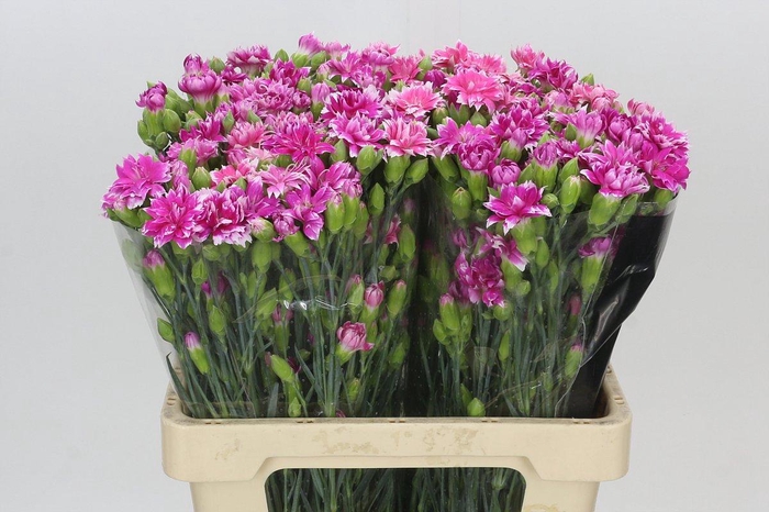 <h4>Dianthus Sp Tessino Fruity</h4>