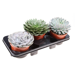 Echeveria   ...mix