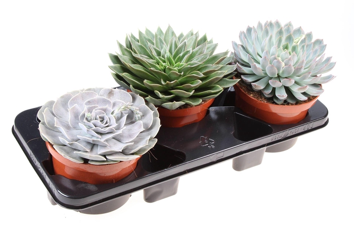 <h4>Echeveria   ...mix</h4>