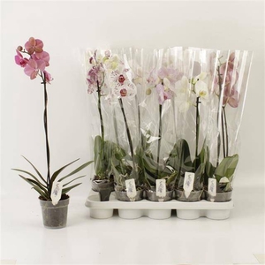 PHAL GEM