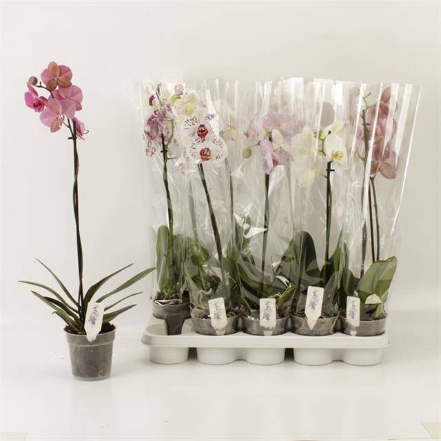 PHAL GEM