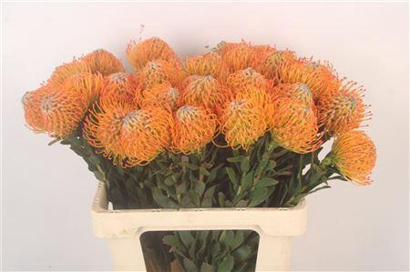 <h4>Leuco Co Ayoba Sun</h4>