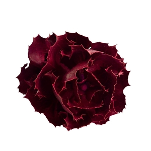 Hakea Dyed Pink