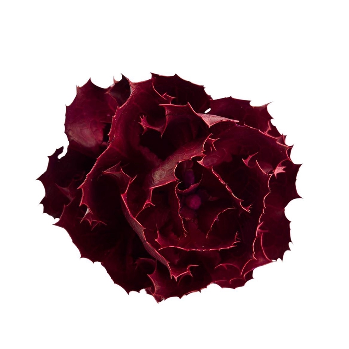 <h4>Hakea Dyed Pink</h4>