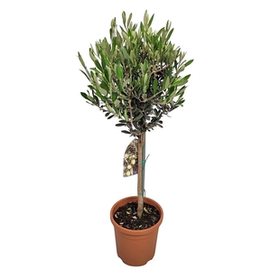 Olea Europaea Stem