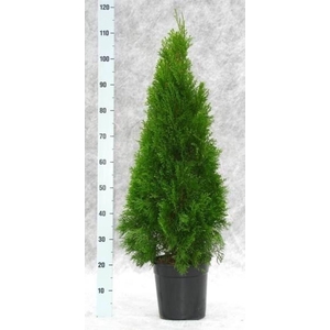 Thuja occi. Smaragd