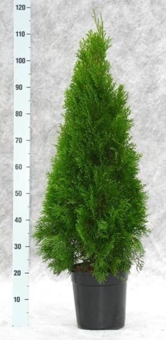 <h4>Thuja occi. Smaragd</h4>