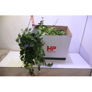 arr8 Aeschyn Mona Lisa