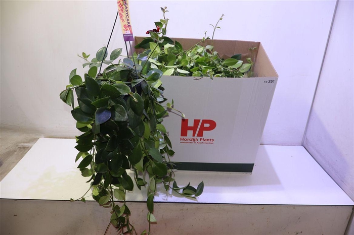 <h4>arr8 Aeschyn Mona Lisa</h4>