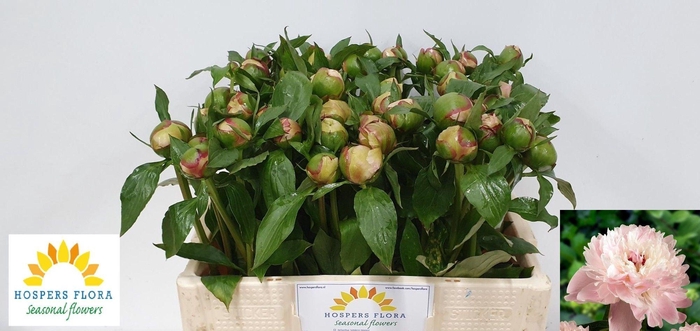 <h4>PAEO L ALERTIE</h4>