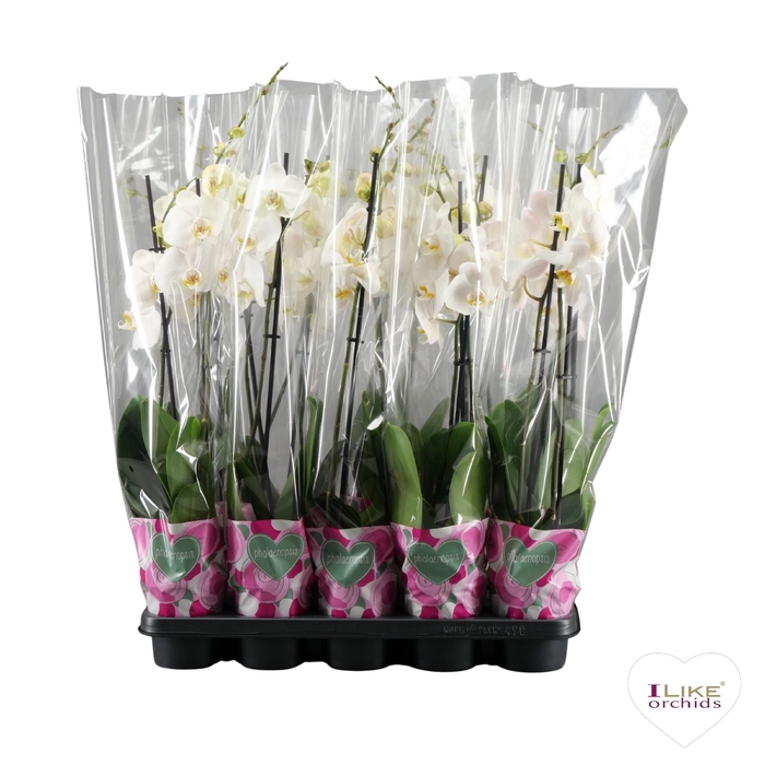 <h4>Phalaenopsis wit - 2 tak 70cm basic</h4>