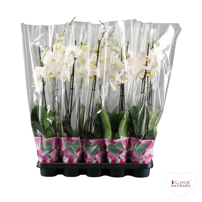 <h4>Phalaenopsis wit - 2 tak 60cm basic</h4>