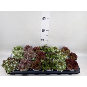 Sempervivum   ...mix