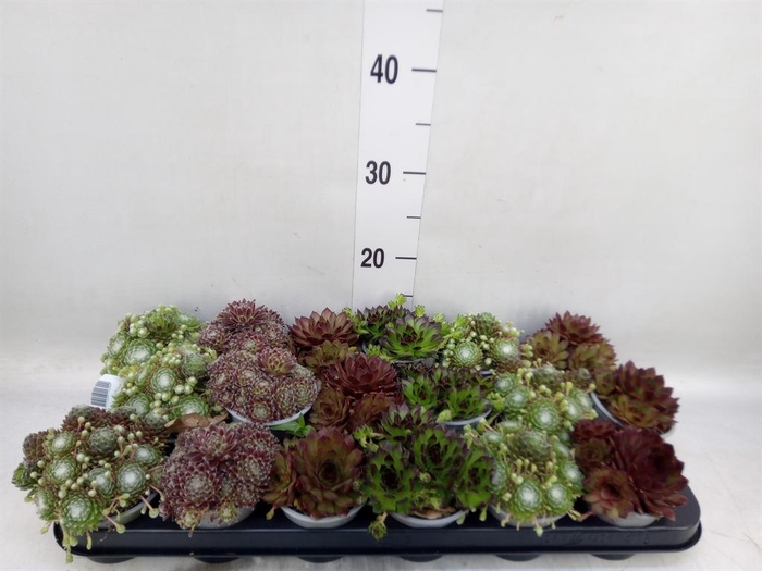<h4>Sempervivum   ...mix</h4>