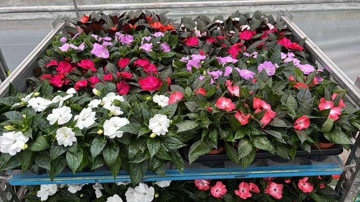 <h4>IMPAT NG MIXK 6 KL</h4>