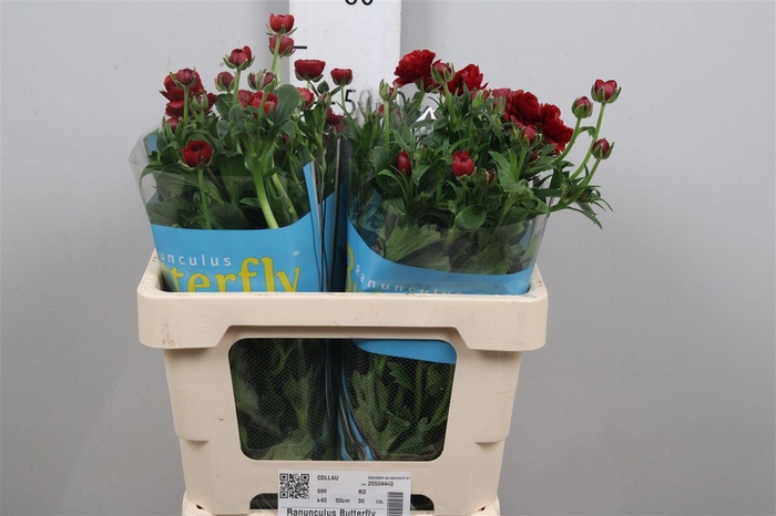 <h4>Ran Butterfly Hades</h4>