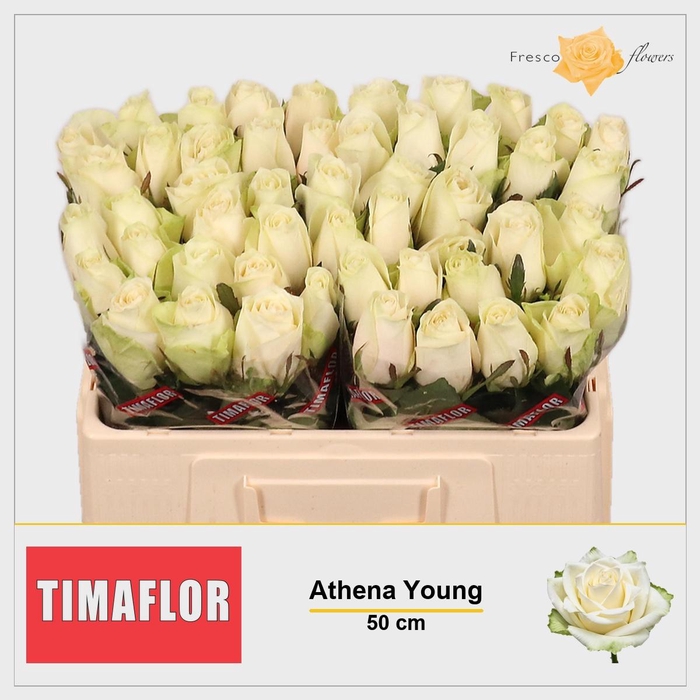 <h4>R GR ATHENA</h4>
