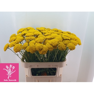 Achillea F Park Variety Reeuwijk
