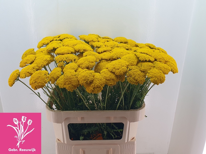 <h4>Achillea F Park Variety Reeuwijk</h4>