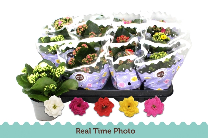 <h4>KAL GE GEM 5 KL</h4>