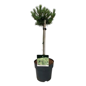 Pinus mugo 'Klostergrün'