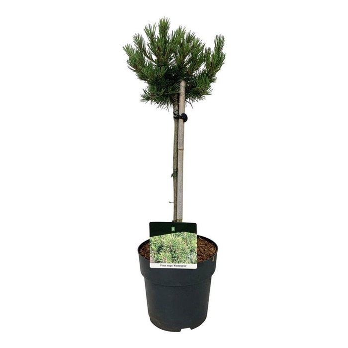 <h4>Pinus mugo 'Klostergrün'</h4>