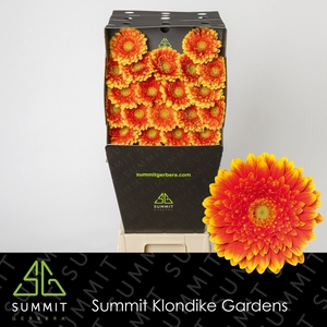 Germini Franky Diamond per kaart