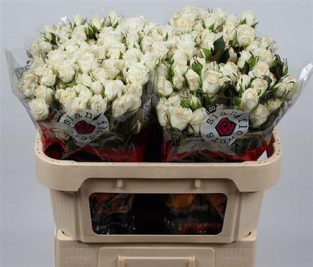 <h4>R Tr Wedding Party</h4>