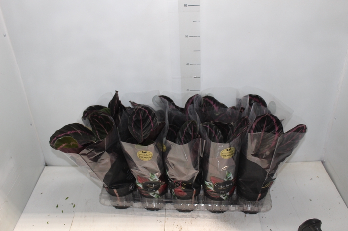 <h4>CALATHEA SURPRISE STAR P12</h4>