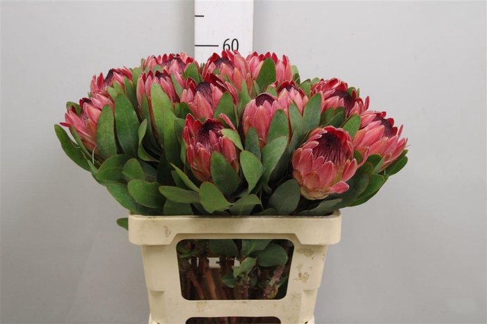 <h4>Protea Silvia</h4>