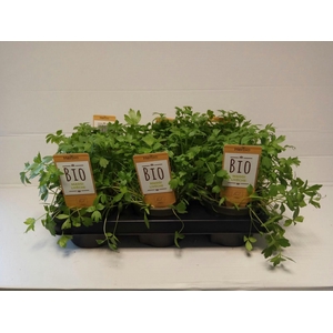 Maggie P12 HERBIO steker