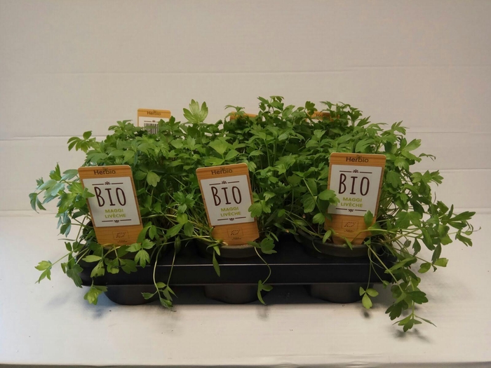 <h4>Maggie P12 HERBIO steker</h4>