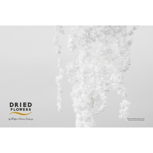 Dried Bleached Amaranthus Caudatus